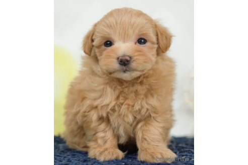 成約済の千葉県のマルプー:マルチーズ×トイプードル-226752の1枚目